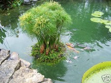 24" Floating Island Pond