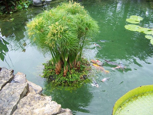 Floating island pond - 24",