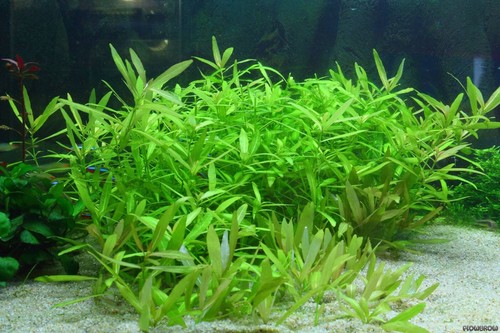 Hygrophila polysperma tropical - polysperma,