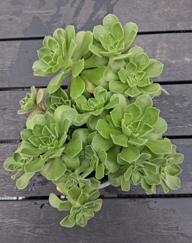 Multiheaded aeonium - multiheaded,