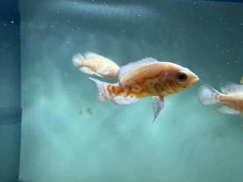 Albino oscar 3 - oscar, inches