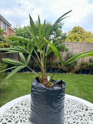 Trachycarpus fortunei bulgaria - fortunei,