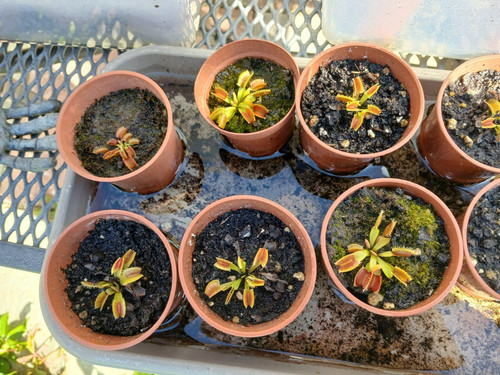Venus flytrap plant dionaea - plant,