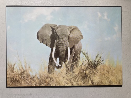 African elephant print - elephant,