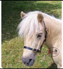 MINI SHETLAND  LEATHER