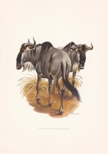 1960 WILDEBEEST Print - Vintage Animal Wall Art - Mammal - 7.5 x 10.6 Inches