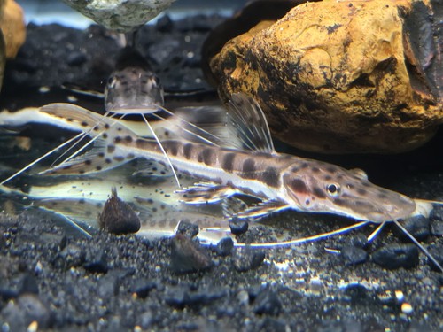 Tiger shovelnose catfish - catfish, 5-6