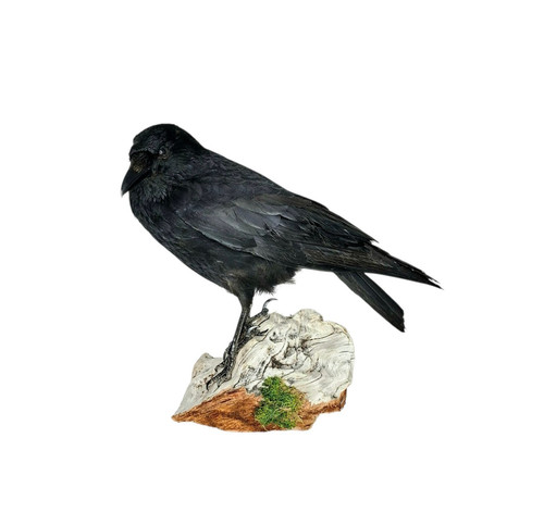 Taxidermy carrion crow corvus - crow, (corvus