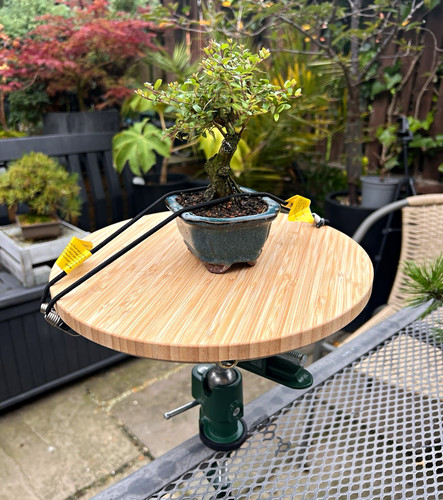 Rotating shohin bonsai - rotating,