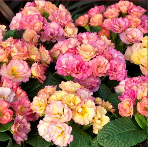 Primrose amore packet - primrose, 1