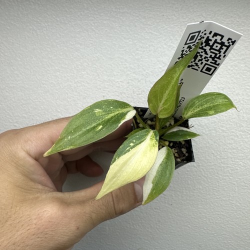 Philodendron gloriosum - philodendron,