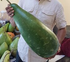 bangla lou/khodu/gourd