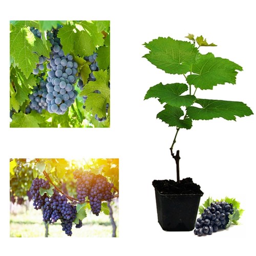 Grape vine plant rare - vine,