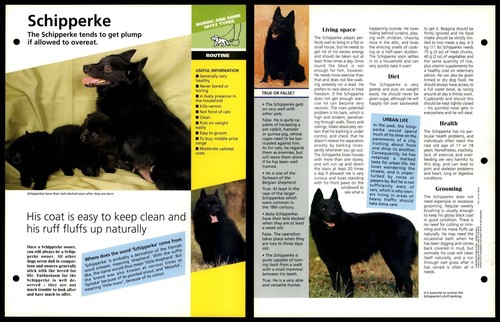 Schipperke routine dogs of - -,