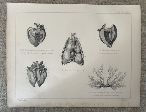 Horse anatomy engraving c1880 - anatomy,