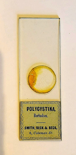 Antique microscope slide - , by