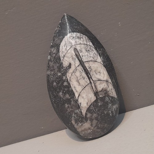 Fossil polished orthoceras - polished,