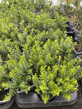 3 X Hebe Lost Label Bargain