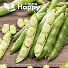 BROAD BEAN WINDSOR - 15 SEEDS