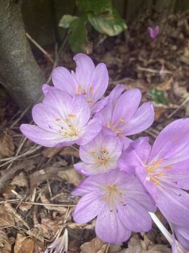 Giant autumn crocus bulb - giant, to