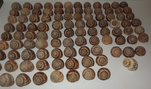Lot 100 apple - 100, hermit