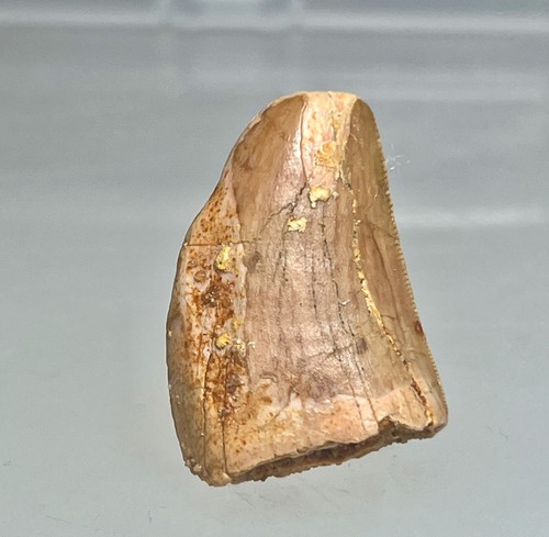 Original carcharodontosaurus - original,