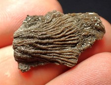 Tiny detailed 3D juvenile crinoid head fossil (26 mm)
