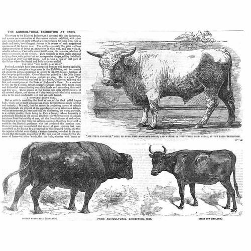 Prize cattle west highland - prize,