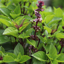 Basil Seeds - Thai Herb Basil