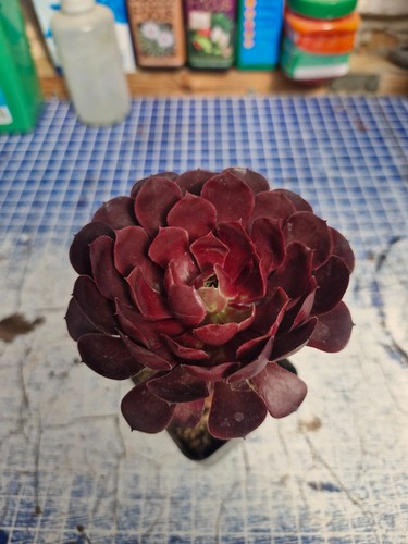 Aeonium zwartkin succulent - 'zwartkin', |