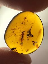 Burmese Amber Burmite Insect Fossil Many Flies