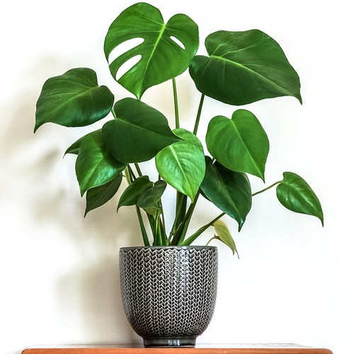 Stunning monstera - 1, x