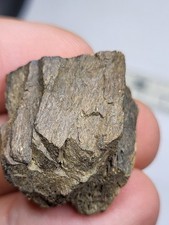 Superb T-REX Dinosaur Fossil