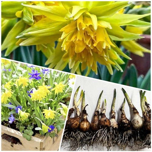 Daffodil bulbs narcissus - bulbs,