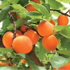 APRICOT TREE *Very Sweet & Delicious* 5-Finest Seeds*|*Hardy Variety/UK Seller*