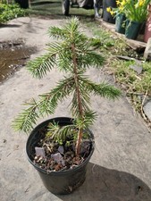 Martinez spruce/Picea