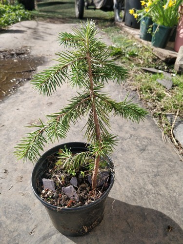 Martinez spruce picea - martinez, spruce/picea