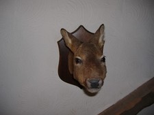 TAXIDERMY ROE DEER MOUNTED