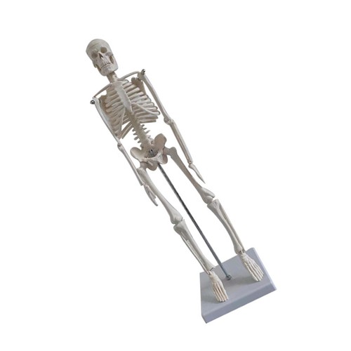 Human skeleton model pvc - human,
