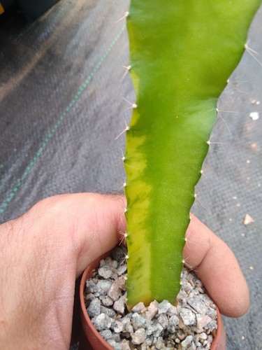 Variegated dragon fruit - dragon,