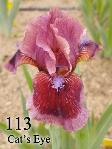 Rhizoma iris germanica - germanica, low