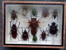 Bugs In A Frame Display Box