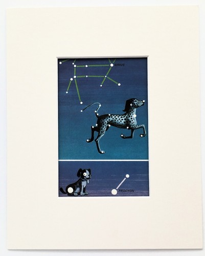Canis minor major - minor,
