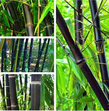 Black Bamboo Seeds Phyllostachys Nigra Rare Purple Garden