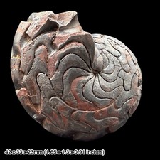 Rare Discoclymenia atlantea