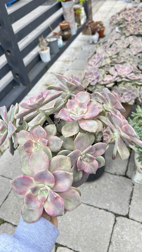 Large graptopetalum purple - large,