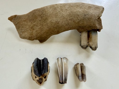 Animal teeth taxidermy bone - teeth,