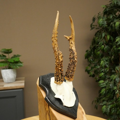 Used rehbock antler sculpture - used,