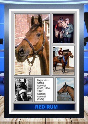 526 red rum - horse, legend