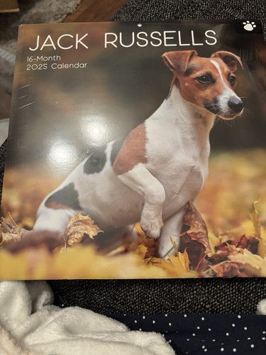 Jack russells month 2025 - jack,